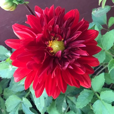 Dahlia (Bedding Varieties)