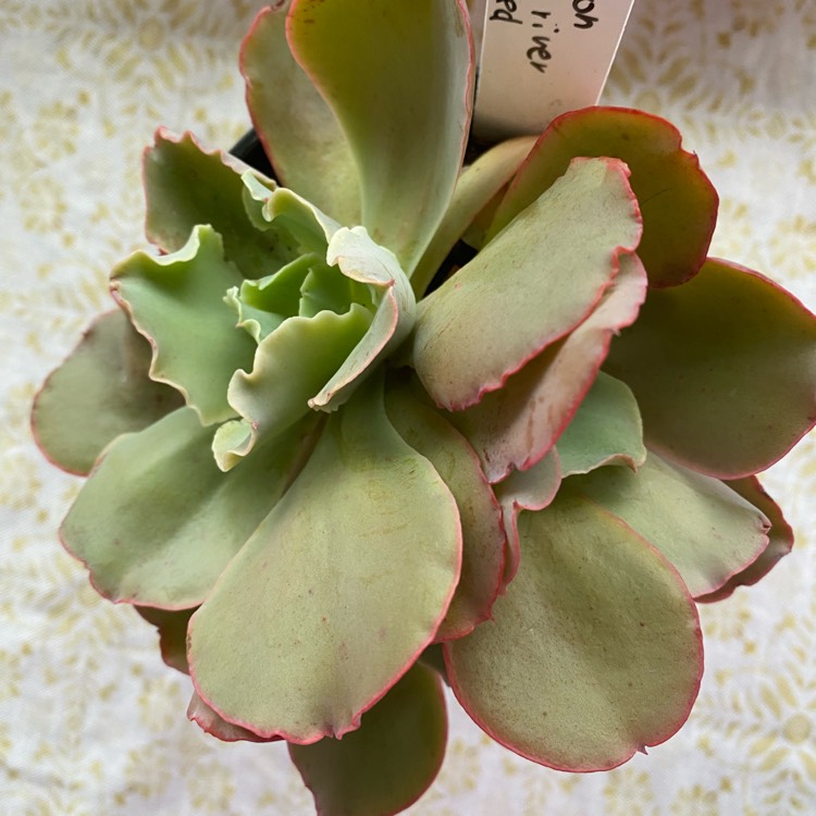 Plant image Echeveria Jippon Moon River