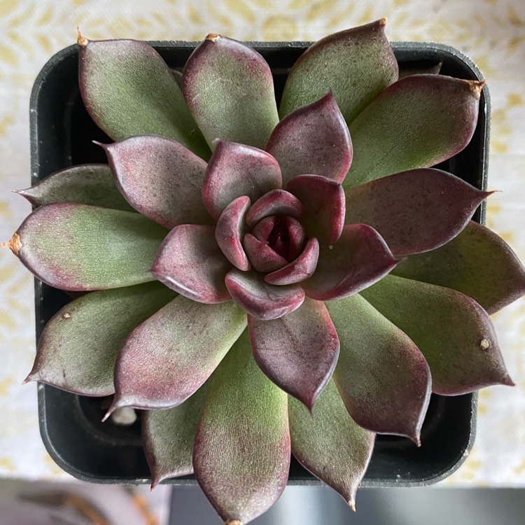 Plant image Echeveria Nightfall