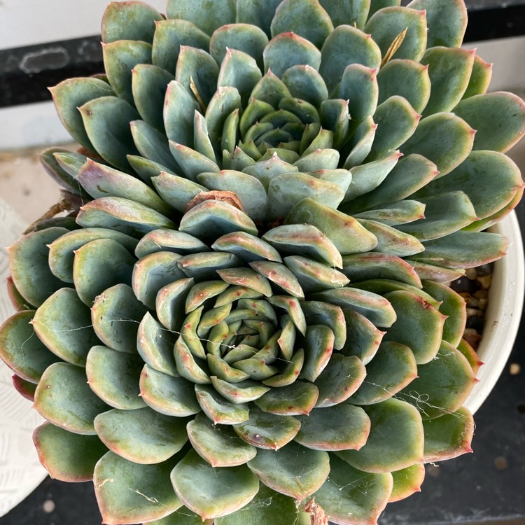Plant image Echeveria Schichi-Kuksi