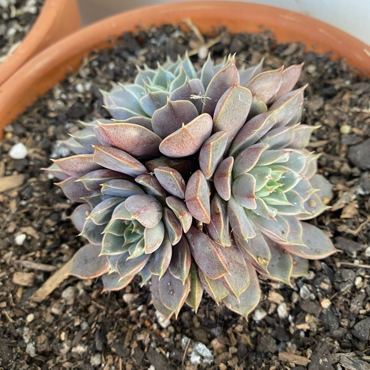 plant image 1591752