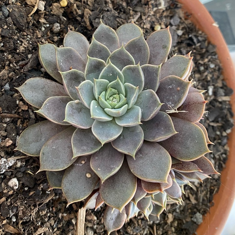 Plant image Echeveria Parks Pop Candy