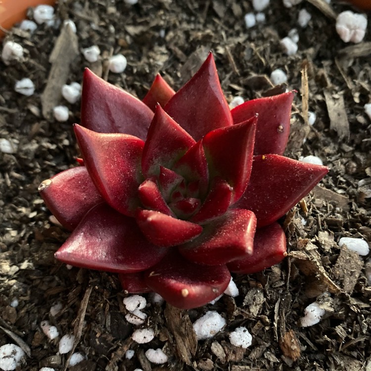 plant image 1602761