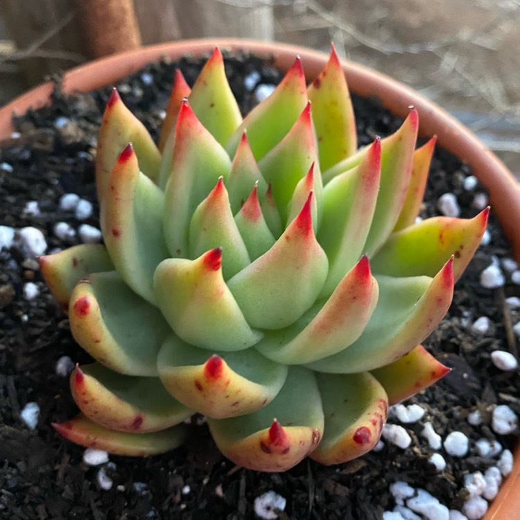 Plant image Echeveria Agavoides Gaya