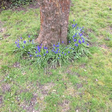 Grape Hyacinth