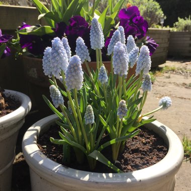 Grape Hyacinth