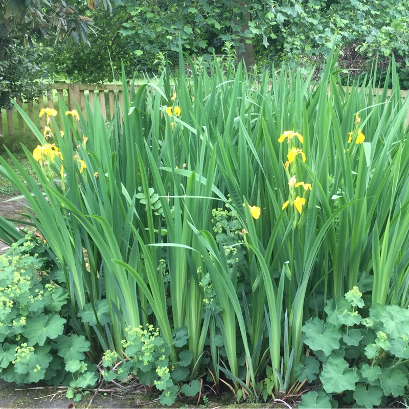 Plant image Iris x hollandica 'Royal Yellow'