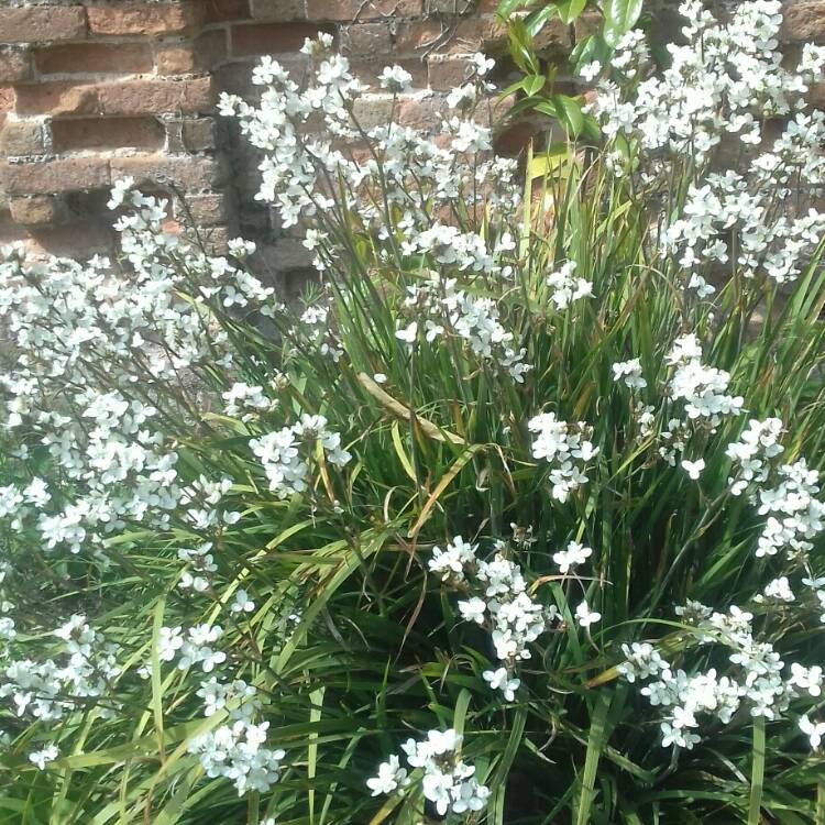 Plant image Libertia chilensis