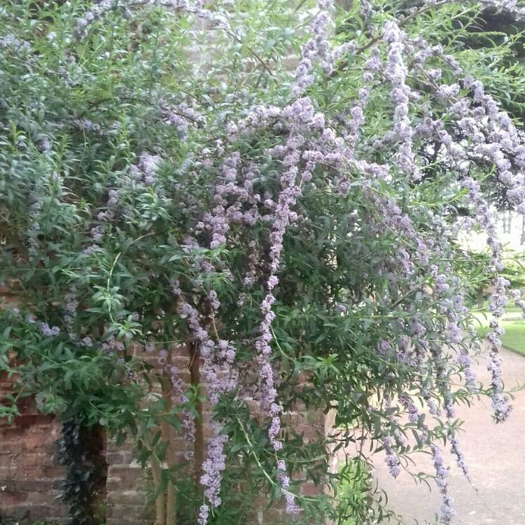 Plant image Buddleja alternifolia