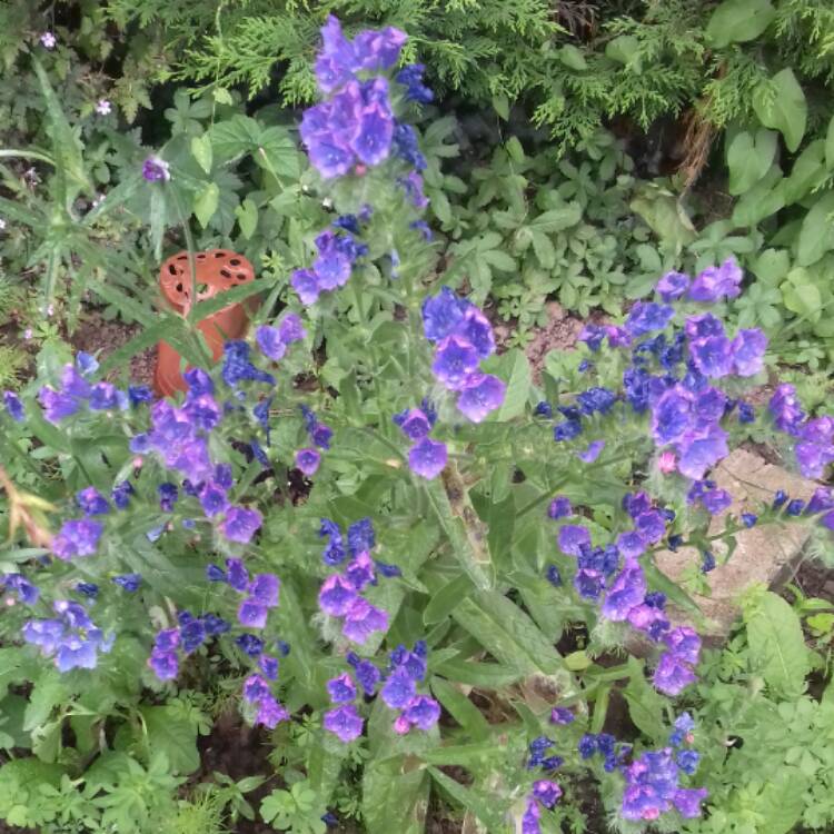 Plant image Echium vulgare 'Blue Bedder' syn. Echium plantagineum 'Blue Bedder'