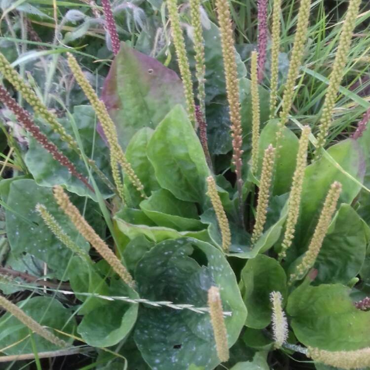 Plant image Plantago major