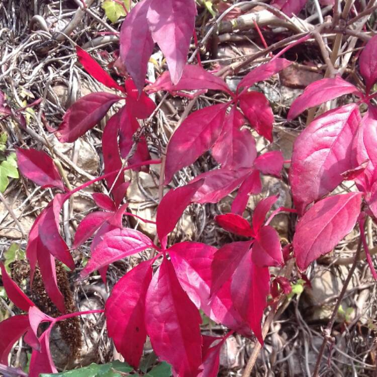 Plant image Parthenocissus tricuspidata syn. Ampelopsis hoggii ; Ampelopsis tricuspidata