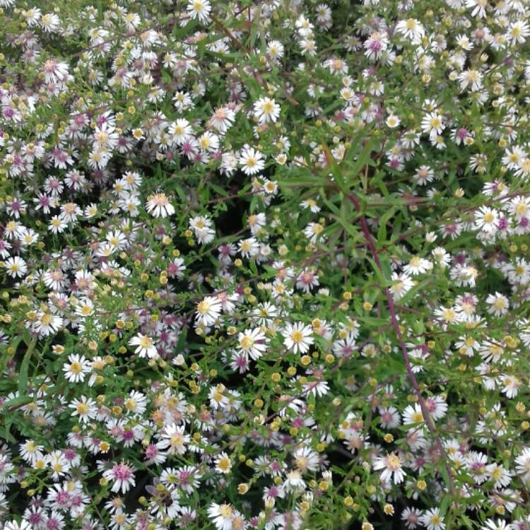 Plant image Boltonia asteroides