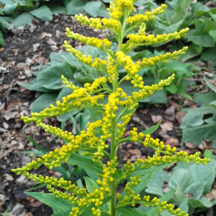 Plant image Solidago canadensis