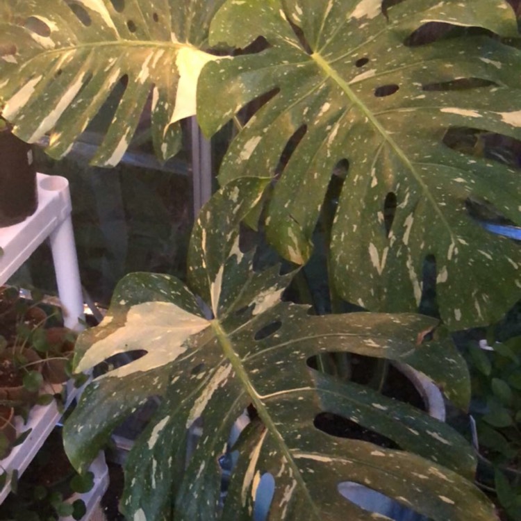 Plant image Monstera deliciosa 'Thai Constellation'