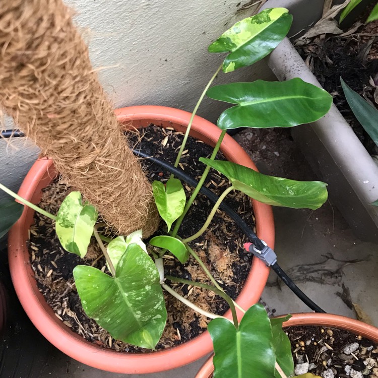 Plant image Philodendron Burle Marx variegated
