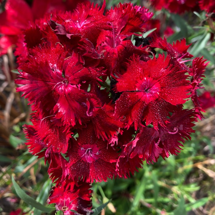plant image 1553697