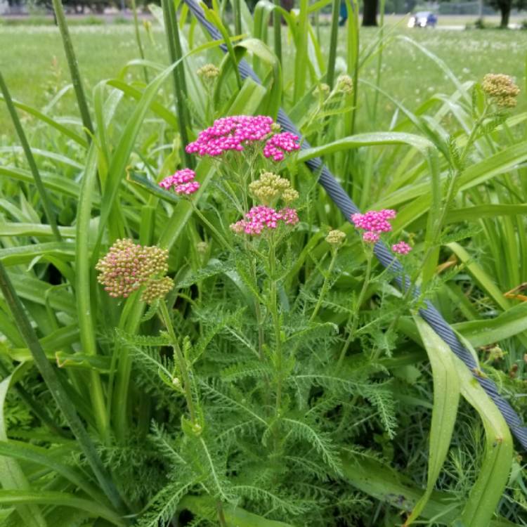 Plant image Achillea millefolium 'Rosea'
