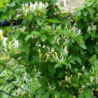 Honeysuckle 'Hall's Prolific'