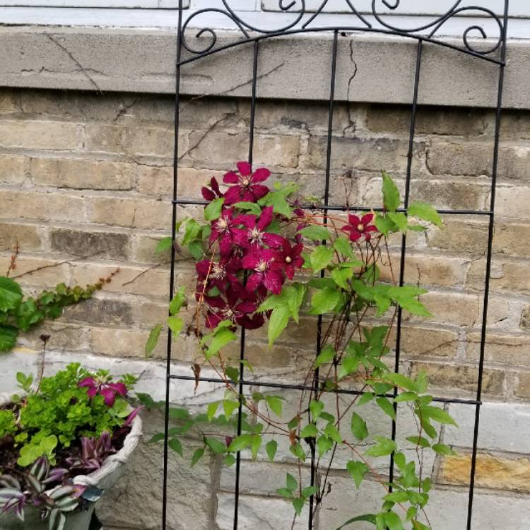 Plant image Clematis 'Madame Edouard Andre'