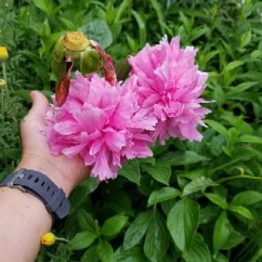 Peony 'Monsieur Jules Elie' (Herbaceous)
