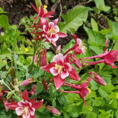 Columbine 'Crimson Star'