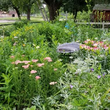 Heather's garden