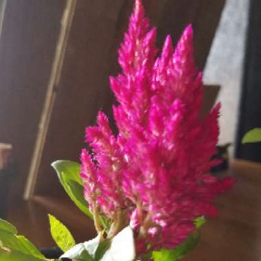 Celosia 'Yellow Flamingo'