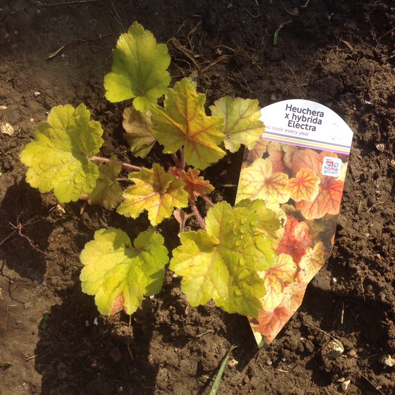 Plant image Heuchera 'Electra'