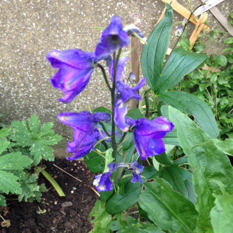 Plant image Delphinium elatum 'Faust'