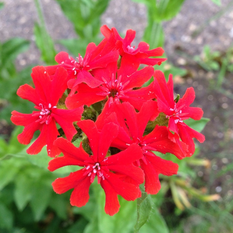 plant image 138334