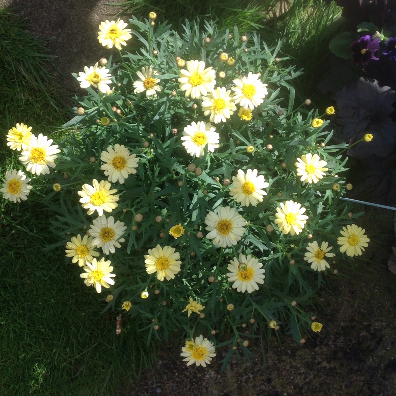 Plant image Argyranthemum frutescens 'Argyelsin'