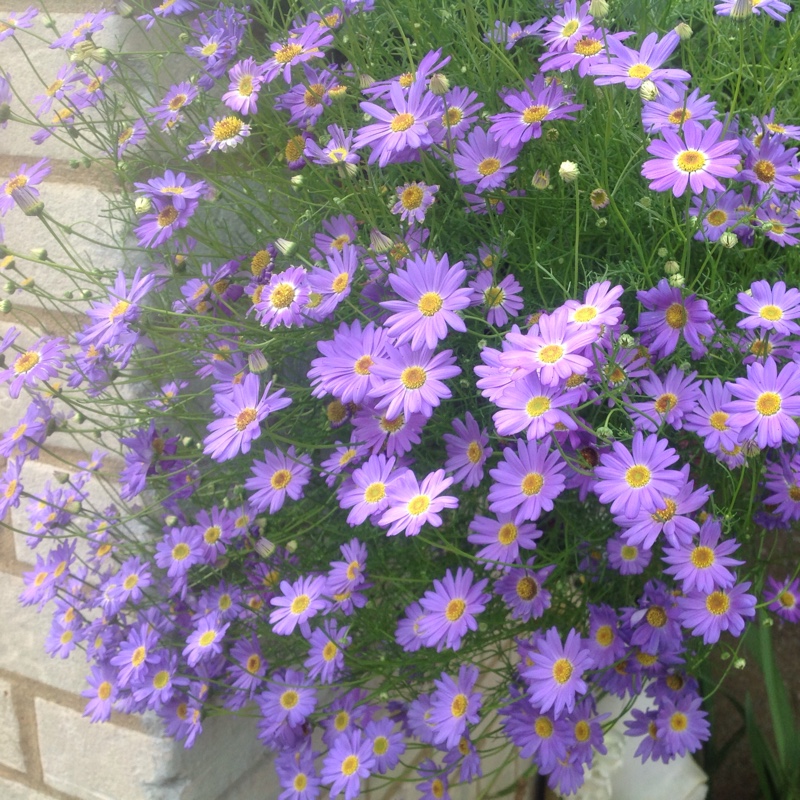 Plant image Brachyscome iberidifolia
