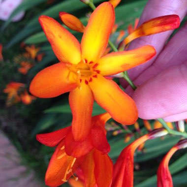 Montbretia 'Twilight Fairy Gold'