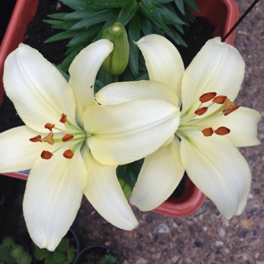 Lily