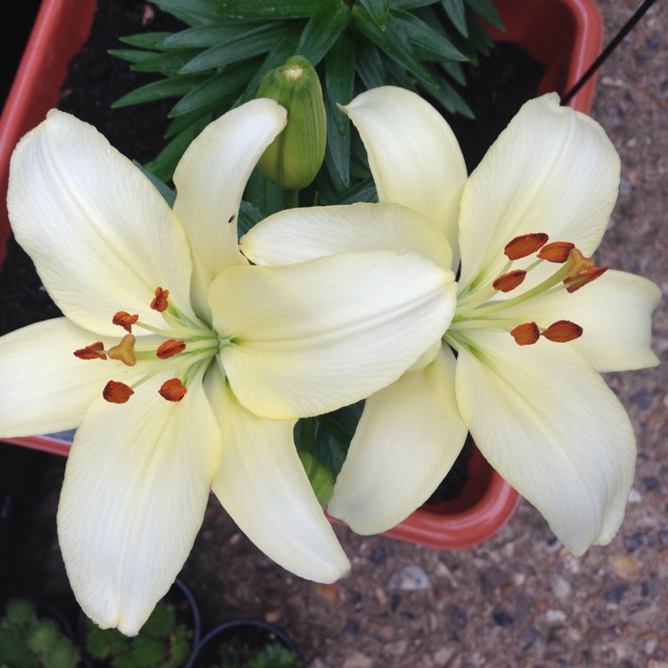 plant image 187292