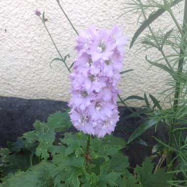 Delphinium 'Magic Fountains Cherry Blossom'