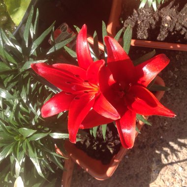 Lily
