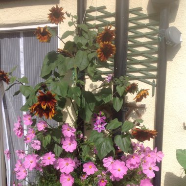 Heather's garden