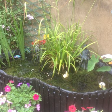 Heather's garden