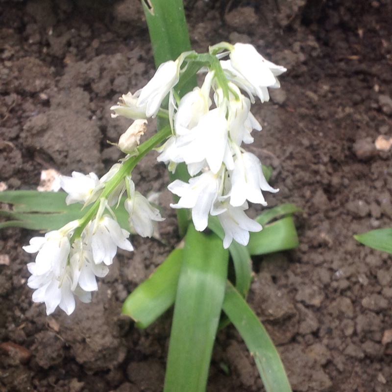 Plant image Hyacinthoides hispanica 'Alba'
