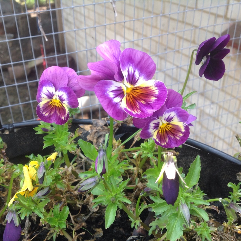 Plant image Viola Matrix Midnight Glow