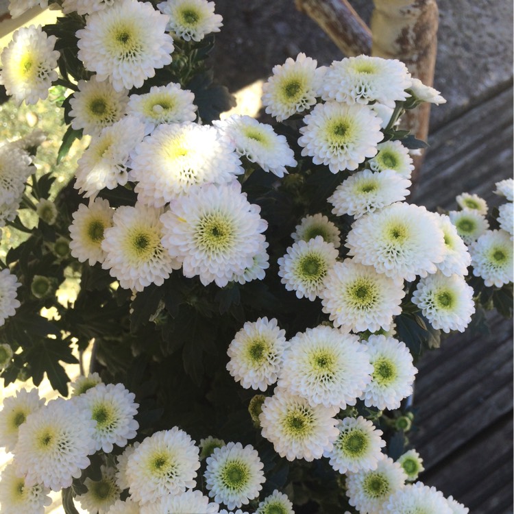Plant image Glebionis coronaria syn.Chrysanthemum coronarium ; Ismelia coronaria