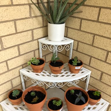 Heather's garden