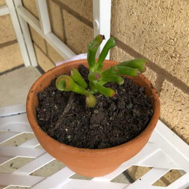 Crassula Ovata 'Ogre Ears'