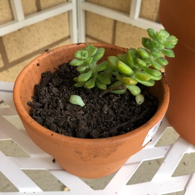 Heather's garden