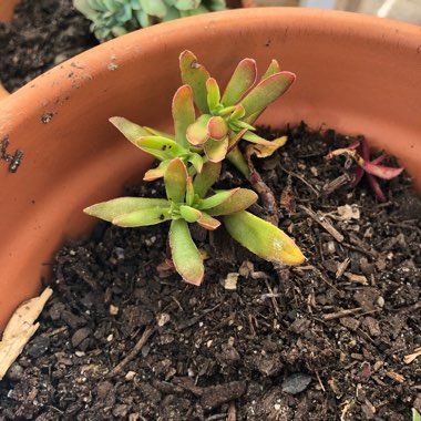 Heather's garden
