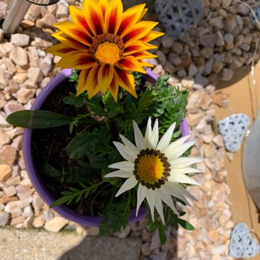 Treasure Flower