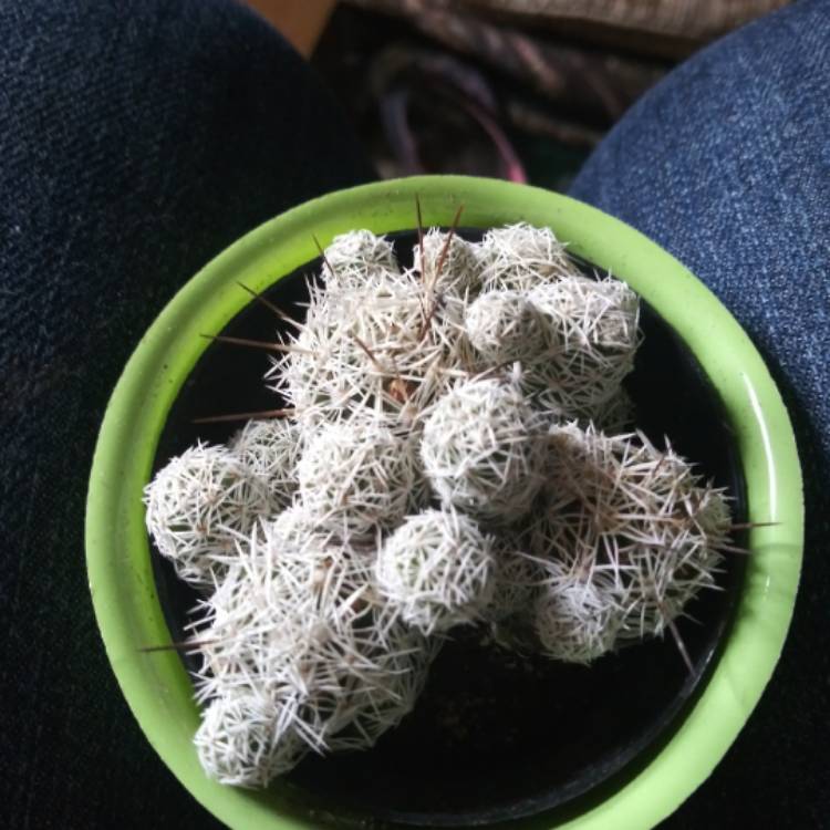 plant image 1005597