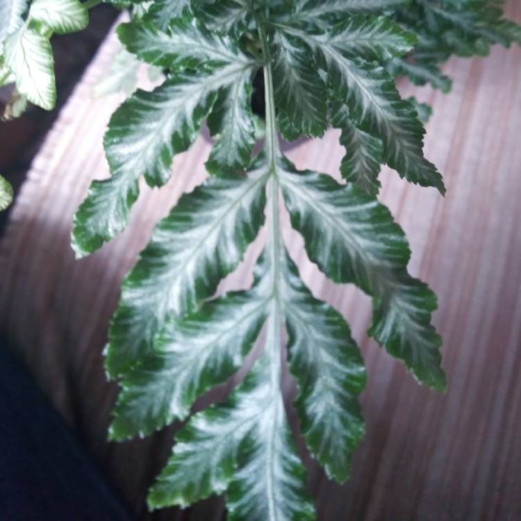 Plant image Pteris Argyraea